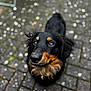 Oakley joined the competition — help win amazing prizes! attentive, black_and_tan, bokeh, close_up, cobblestone, collar, cute, dachshund_like, dog, eyes, fur, looking_up, nose, outdoor, pavement, pet, portrait, shallow_depth_of_field, wet_nose, whiskers