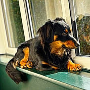 Oakley is registered to the contest to win money with this photo: animal, bench, black_and_tan, cozy, dog, fur, glass, home_interior, indoor, long_hair, looking_out, paws, pet, portrait, reflection, resting, sunlight, tail, window, windowsill