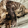 Sir Artorias joined the competition — help win amazing prizes! animal, blanket, cat, closed_eyes, cozy, cute, domestic_cat, feline, fur, indoor, napping, paw, pet, quilted, relaxed, resting, sleeping, soft, tabby, whiskers