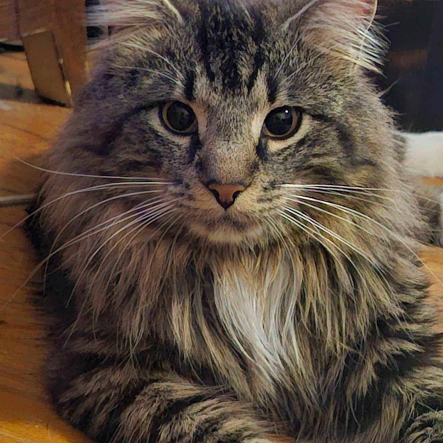 Sir Artorias joined the competition — help win amazing prizes! animal, cat, closeup, cute, domestic, ears, eyes, face, feline, fluffy, fur, indoor, laying, mammal, pet, portrait, relaxed, tabby, whiskers, wooden_floor