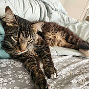 Sir Artorias is registered to the contest to win money with this photo: animal, bed, blanket, cat, closeup, comfort, cozy, domestic_animal, feline, fluffy, fur, indoor, paws, pet, relaxed, resting, sleepy, striped, tabby_cat, whiskers