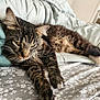 animal, bed, blanket, cat, closeup, comfort, cozy, domestic_animal, feline, fluffy, fur, indoor, paws, pet, relaxed, resting, sleepy, striped, tabby_cat, whiskers