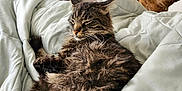 Sir Artorias is registered to the contest to win money with this photo: animal, bed, blanket, brown_dog, cat, companion, cozy, dog, domestic, fur, furniture, home, indoor, pet, quiet, relaxed, resting, sleepy, tabby_cat, wooden_dresser