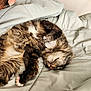 Sir Artorias is registered to the contest to win money with this photo: animal, blanket, cat, cozy, cute, domestic, feline, fur, indoor, mammal, nap, paw, peaceful, pet, relaxed, resting, sleeping, soft, tabby, whiskers