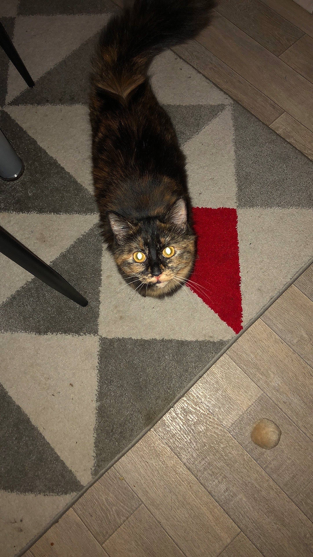 Kitkat participe au concours pour gagner de l'argent avec cette photo : asian, brown, carnivore, cat, domestic_long_haired_cat, domestic_short_haired_cat, european_shorthair, fawn, felidae, floor, flooring, fur, hardwood, small_to_medium_sized_cats, tail, tile, whiskers, wood, wood_flooring