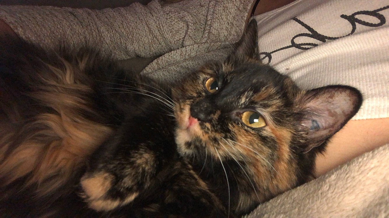 Kitkat a rejoint le concours — aidez-le/la à gagner de superbes lots ! asian, carnivore, cat, claw, domestic_long_haired_cat, domestic_short_haired_cat, ear, european_shorthair, felidae, fur, kitten, maine_coon, mammal, norwegian_forest_cat, small_to_medium_sized_cats, snout, tabby_cat, whiskers