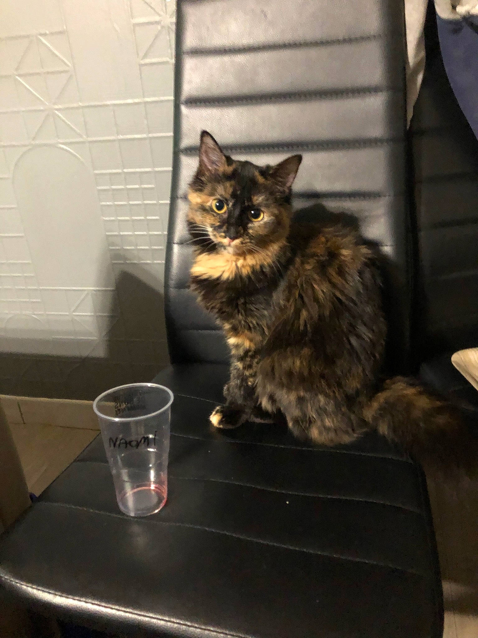 Kitkat participe au concours pour gagner de l'argent avec cette photo : asian, carnivore, cat, domestic_long_haired_cat, domestic_short_haired_cat, dragon_li, european_shorthair, felidae, fur, kitten, maine_coon, norwegian_forest_cat, small_to_medium_sized_cats, tabby_cat, whiskers, wild_cat