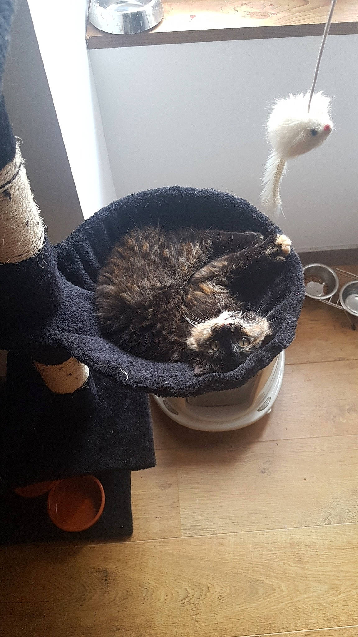 Kitkat a rejoint le concours — aidez-le/la à gagner de superbes lots !