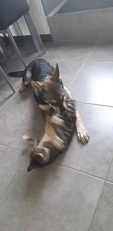 Isis a rejoint le concours — aidez-le/la à gagner de superbes lots ! canidae, carnivore, cat, companion_dog, dog, dog_breed, european_shorthair, fawn, felidae, german_shepherd_dog, kitten, small_to_medium_sized_cats, tail