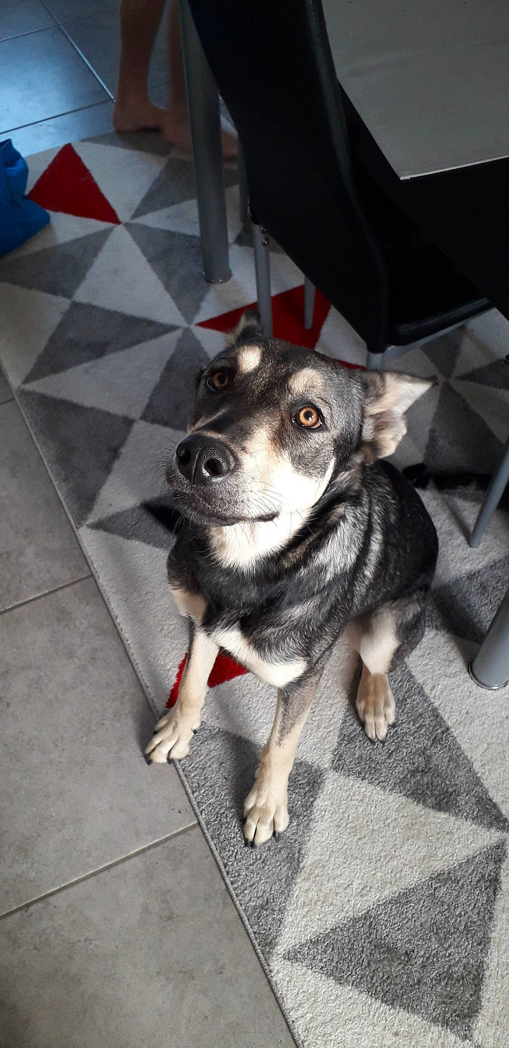 Isis participe au concours pour gagner de l'argent avec cette photo : canidae, carnivore, dog, dog_breed, mammal, puppy, rare_breed_dog, snout, swedish_vallhund, vertebrate, whiskers, working_dog