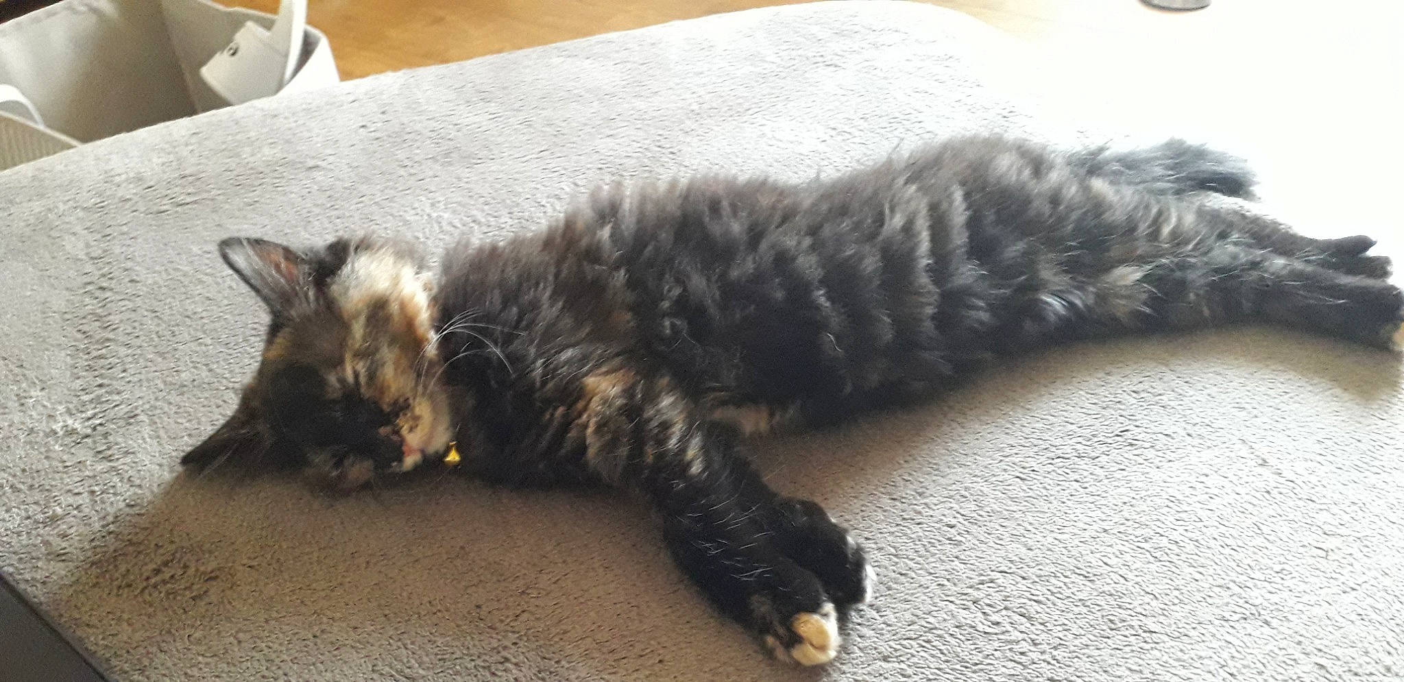 Kitkat participe au concours pour gagner de l'argent avec cette photo : carnivore, cat, claw, domestic_long_haired_cat, domestic_short_haired_cat, dragon_li, european_shorthair, felidae, fur, kitten, kurilian_bobtail, maine_coon, nap, norwegian_forest_cat, paw, sleep, small_to_medium_sized_cats, tabby_cat, tail, whiskers