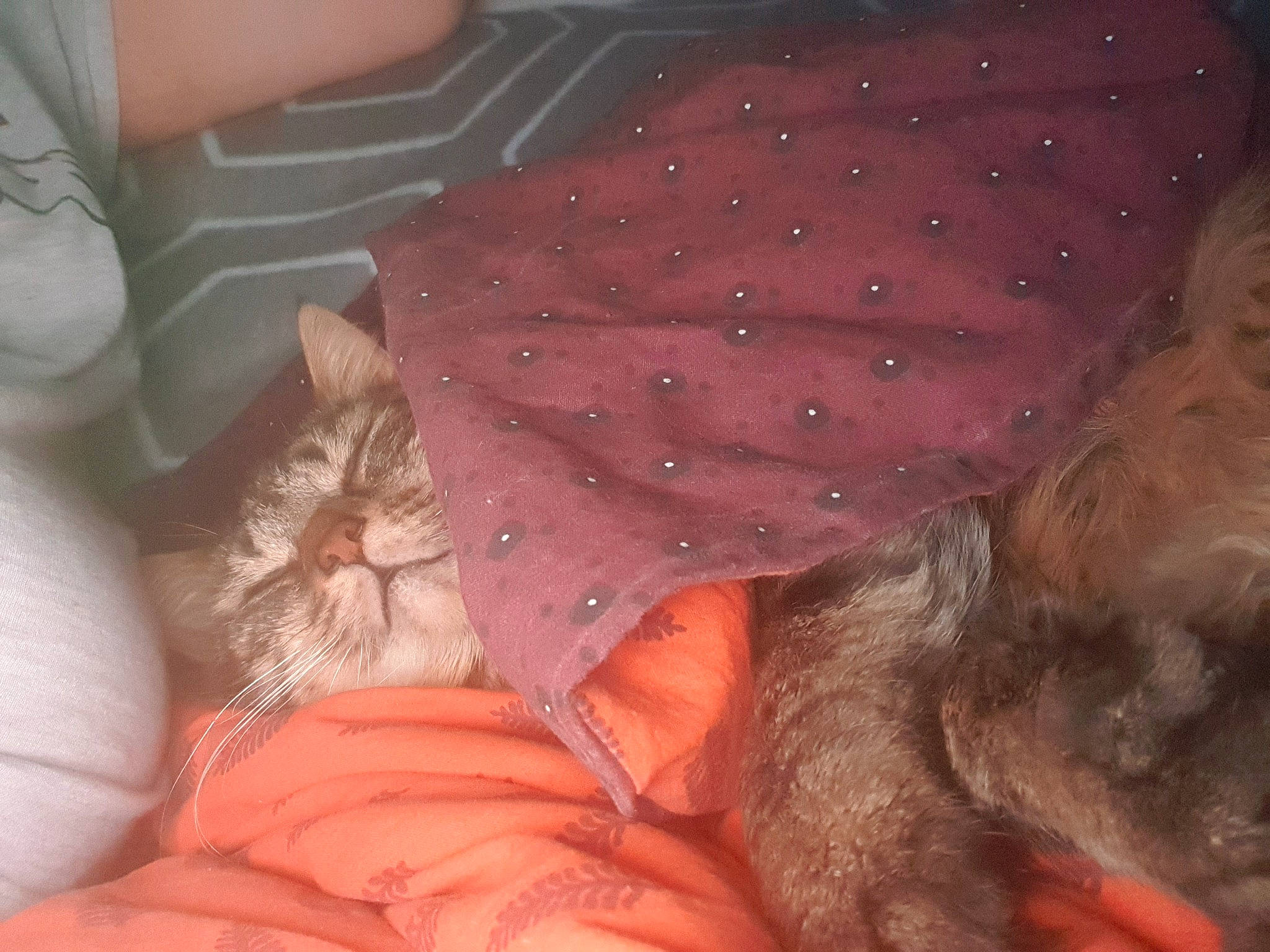 Patapouf participe au concours pour gagner de l'argent avec cette photo : bed, bedding, bedtime, carnivore, cat, child, comfort, domestic_short_haired_cat, fawn, felidae, flesh, fur, lap, linens, liver, nap, sleep, small_to_medium_sized_cats, textile, whiskers