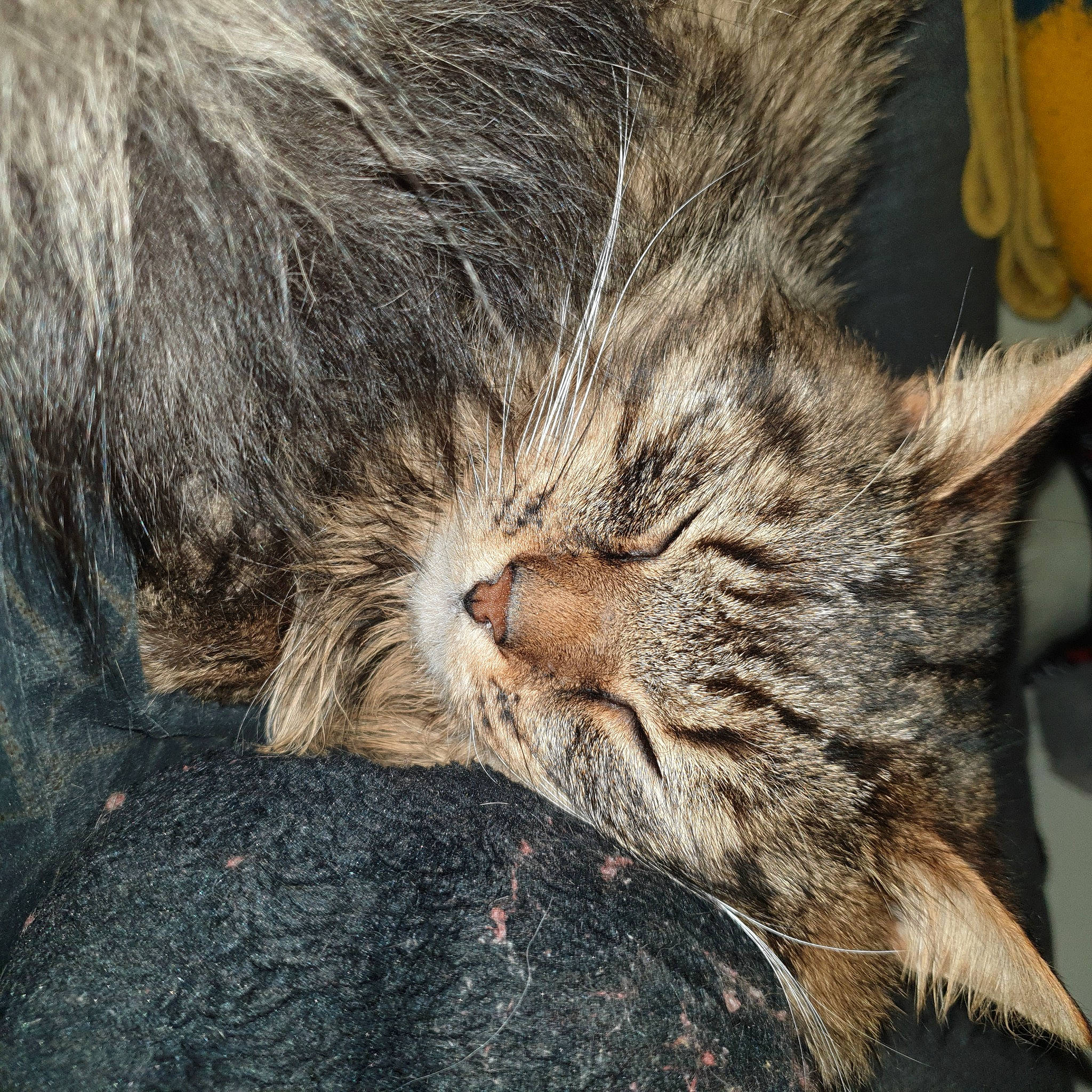 Patapouf a rejoint le concours — aidez-le/la à gagner de superbes lots ! carnivore, cat, claw, comfort, domestic_short_haired_cat, felidae, fur, grey, nap, paw, sleep, small_to_medium_sized_cats, snout, tail, terrestrial_animal, whiskers, wildlife