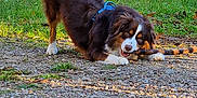 Saïko a rejoint le concours — aidez-le/la à gagner de superbes lots ! animal, canine, cockerspaniel, collie, dog, field, grass, grassland, gravel, hound, nature, outdoors, park, pet, plant, puppy, road, tree, vegetation, yard