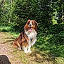 Saïko a rejoint le concours — aidez-le/la à gagner de superbes lots ! dog, outdoor, forest, grass, sunlight, path, happy, tongue_out, fluffy, nature, canine, pet, brown_fur, white_fur, tree, greenery, animal, sitting, daylight, summer