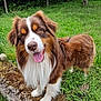 Saïko participe au concours pour gagner de l'argent avec cette photo : dog, australian_shepherd, brown_fur, white_fur, tongue_out, outdoor, grass, moss, stone, happy, pet, canine, nature, greenery, fur, animal, muzzle, ears, tail, friendly
