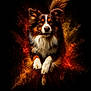 dog, australian_shepherd, animal, pet, fur, ears, tail, paws, leaping, explosion, powder, orange, yellow, black_background, portrait, energetic, fluffy, closeup, action, dynamic