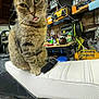Frisky is registered to the contest to win money with this photo: cat, tabby, motorcycle, garage, tools, workshop, seat, pet, animal, indoor, curious, feline, tongue_out, equipment, cluttered, machine, wheel, sitting, domestic_cat, closeup