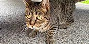 Frisky joined the competition — help win amazing prizes! cat, tabby_cat, animal, pet, outdoor, vehicle, concrete, curious, whiskers, pavement, closeup, mammal, feline, tail, ears, eyes, nature, daylight, ground, texture
