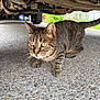 cat, tabby_cat, animal, pet, outdoor, vehicle, concrete, curious, whiskers, pavement, closeup, mammal, feline, tail, ears, eyes, nature, daylight, ground, texture