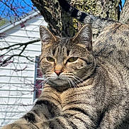 Frisky joined the competition — help win amazing prizes! cat, tabby_cat, tree, outdoor, animal, feline, stretching, branch, nature, pet, whiskers, fur, closeup, daylight, sunlight, wildlife, mammal, eyes, tail, background