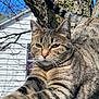 cat, tabby_cat, tree, outdoor, animal, feline, stretching, branch, nature, pet, whiskers, fur, closeup, daylight, sunlight, wildlife, mammal, eyes, tail, background