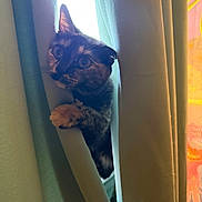 Willow is registered to the contest to win money with this photo: cat, tortoiseshell, curtains, window, paw, pet, indoor, animal, curious, claw, light, shadow, feline, cute, ears, whiskers, climbing, peek, soft_light, home