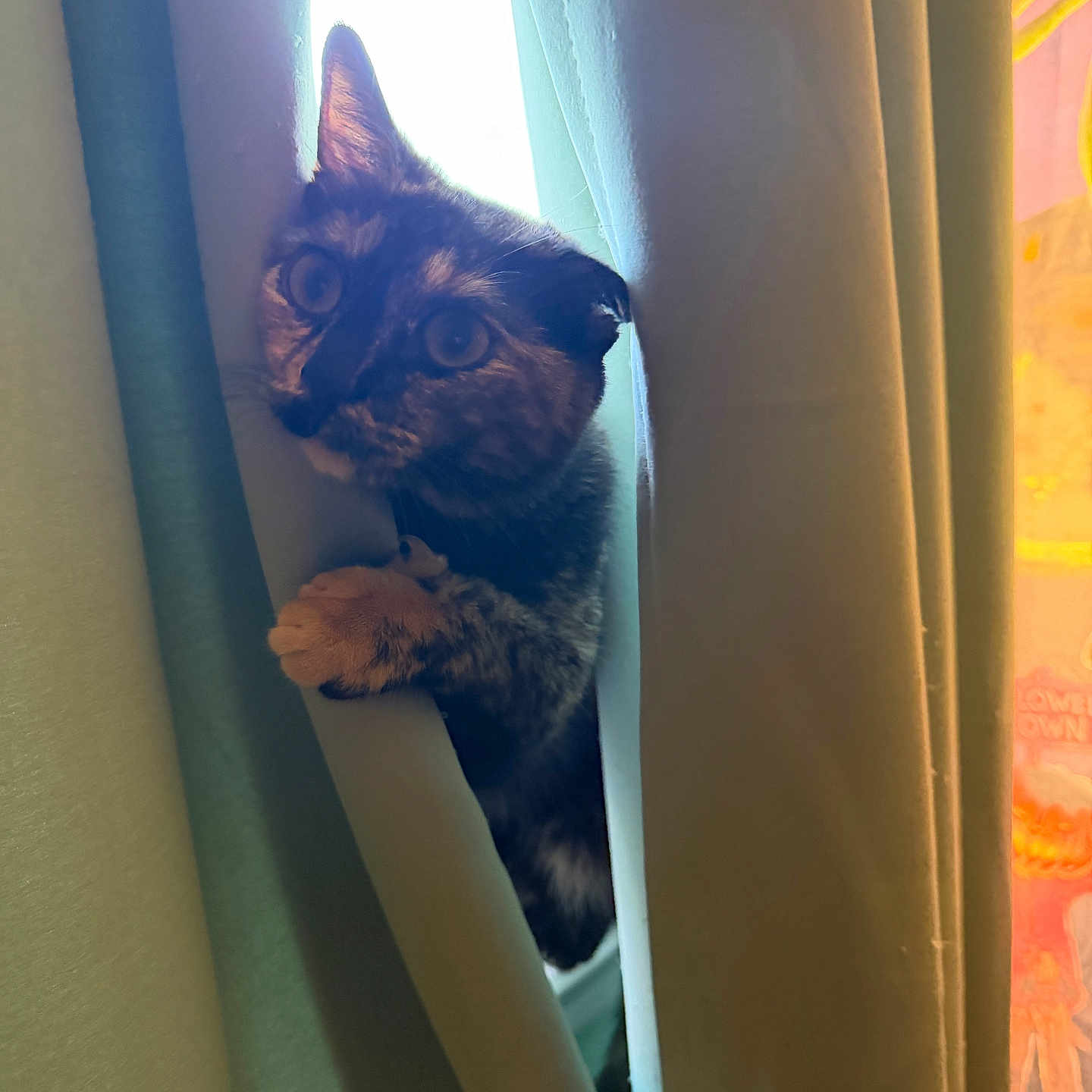 Willow is registered to the contest to win money with this photo: cat, tortoiseshell, curtains, window, paw, pet, indoor, animal, curious, claw, light, shadow, feline, cute, ears, whiskers, climbing, peek, soft_light, home