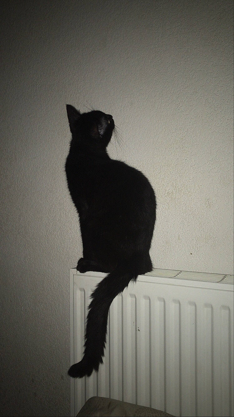 Pablo a rejoint le concours — aidez-le/la à gagner de superbes lots ! asian, black, black_and_white, black_cat, bombay, carnivore, cat, domestic_short_haired_cat, ear, felidae, fur, leg, polydactyl_cat, shadow, small_to_medium_sized_cats, tail, whiskers, window