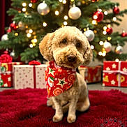 Tulip is registered to the contest to win money with this photo: dog, christmas_tree, holiday, decorations, ornaments, lights, presents, red_rug, bandana, festive, cute, pet, indoor, celebration, fur, animal, seasonal, christmas, gift, cozy
