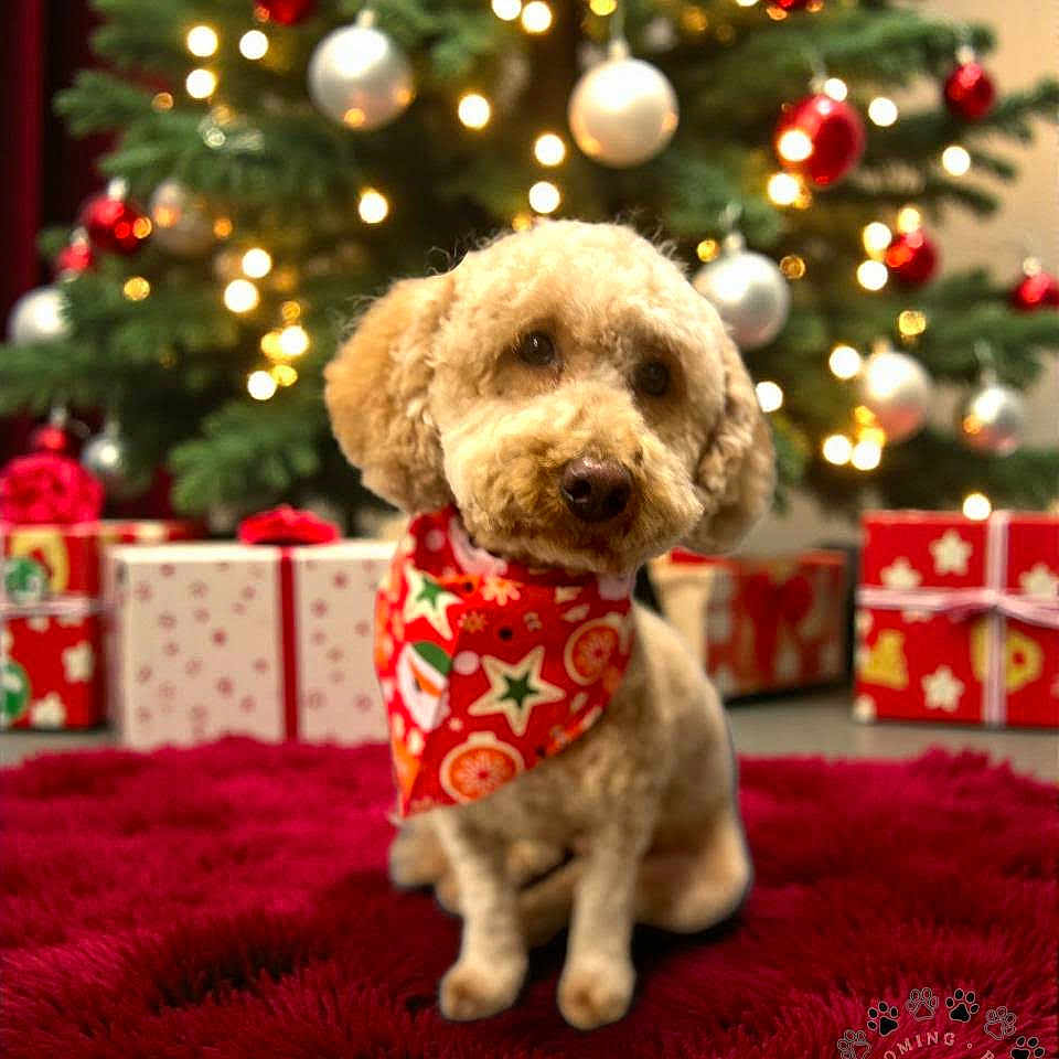 Tulip is registered to the contest to win money with this photo: animal, bandana, celebration, christmas, christmas_tree, cozy, cute, decorations, dog, festive, fur, gift, holiday, indoor, lights, ornaments, pet, presents, red_rug, seasonal