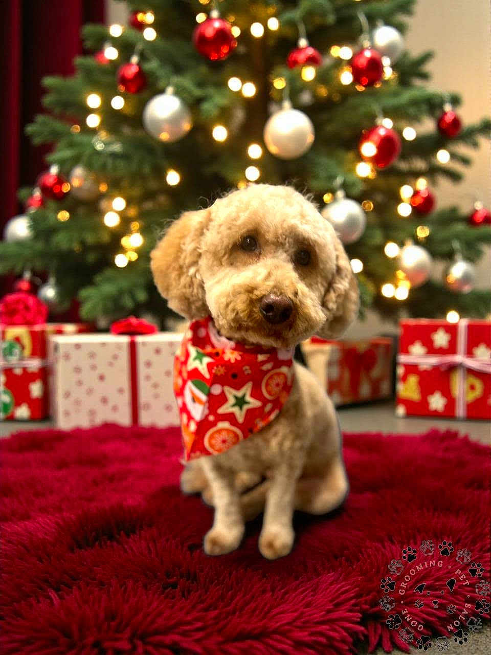 Tulip is registered to the contest to win money with this photo: dog, christmas_tree, holiday, decorations, ornaments, lights, presents, red_rug, bandana, festive, cute, pet, indoor, celebration, fur, animal, seasonal, christmas, gift, cozy