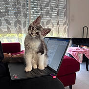 Byanca a rejoint le concours — aidez-le/la à gagner de superbes lots ! kitten, cat, laptop, indoor, curious, pet, furniture, couch, curtains, daylight, cozy, home, technology, computer, keyboard, sitting, tilted_head, window, blanket, relaxed