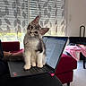 kitten, cat, laptop, indoor, curious, pet, furniture, couch, curtains, daylight, cozy, home, technology, computer, keyboard, sitting, tilted_head, window, blanket, relaxed