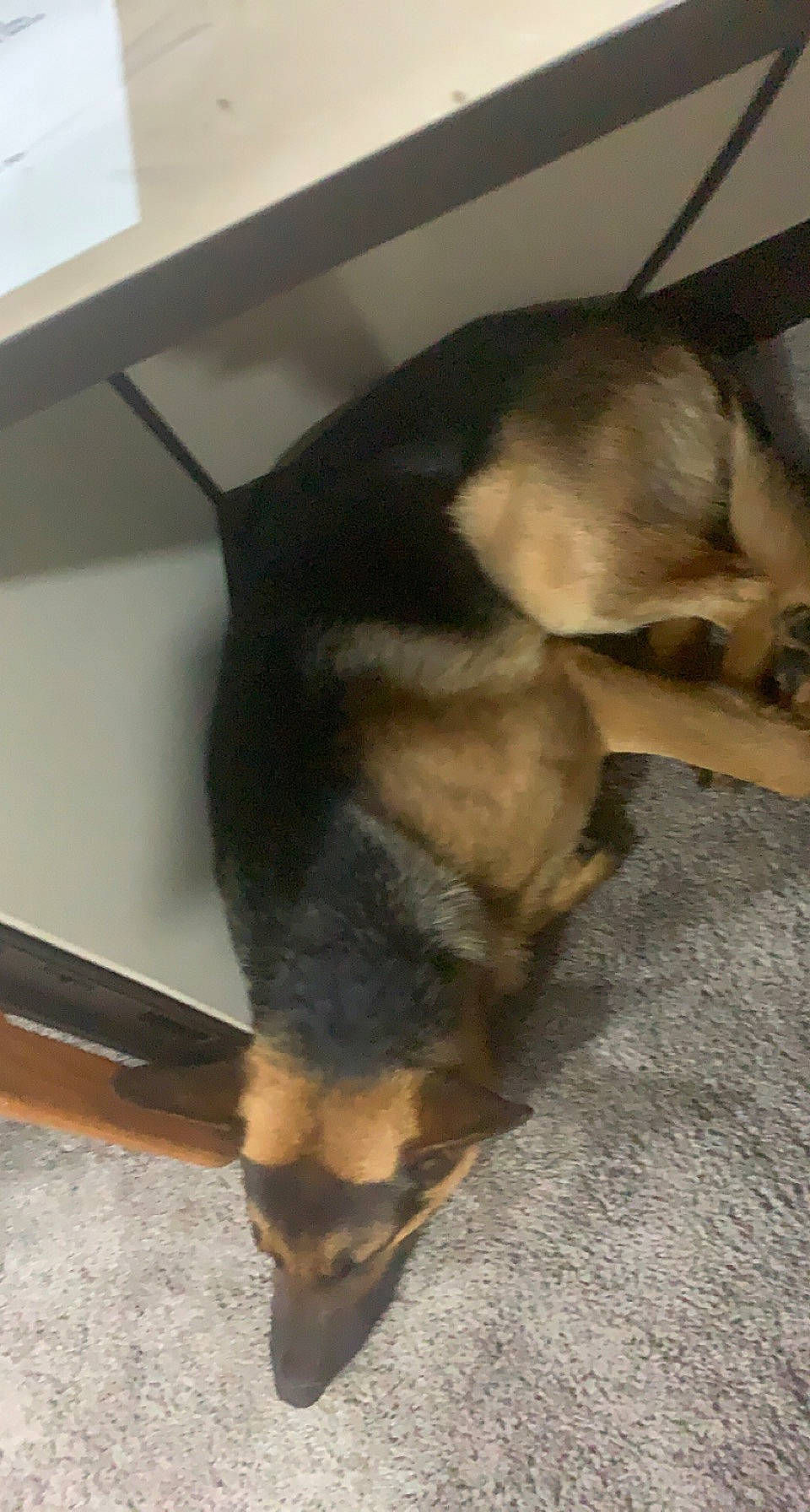 Lenny is registered to the contest to win money with this photo: beaglier, canidae, carnivore, companion_dog, dog, dog_breed, fawn, flooring, fur, paw, snout, sporting_group, tail, terrestrial_animal, working_dog