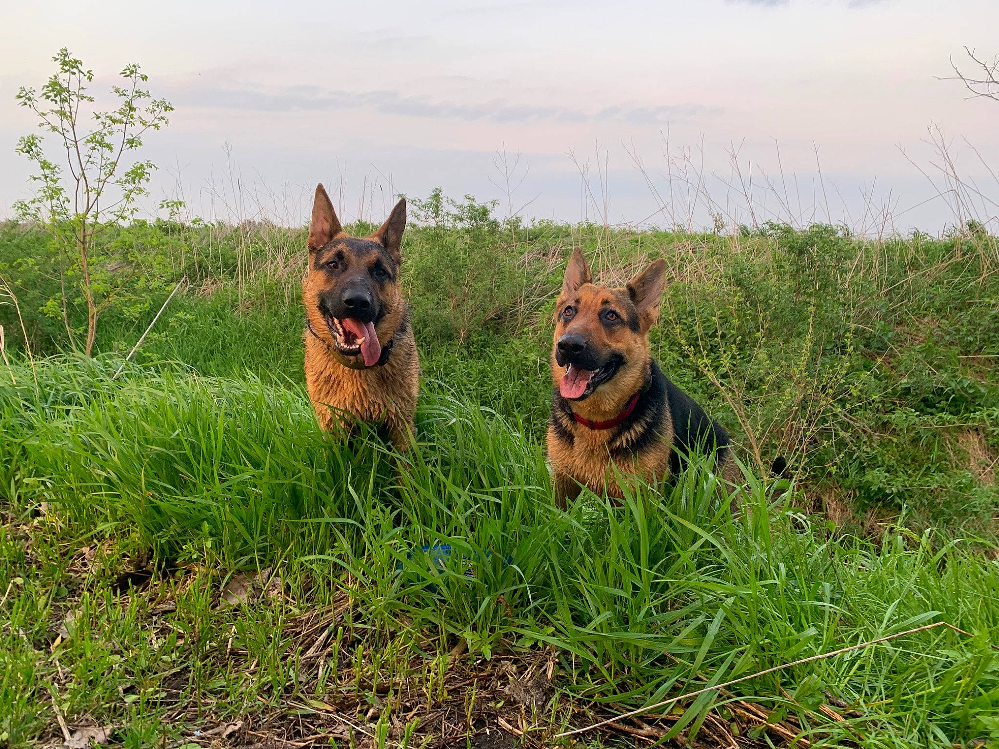 Lenny is registered to the contest to win money with this photo: canidae, carnivore, cloud, dog, dog_breed, fawn, german_shepherd_dog, grass, grassland, herding_dog, natural_landscape, plant, prairie, sky, snout, sporting_group, terrestrial_animal, wildlife, working_animal, working_dog