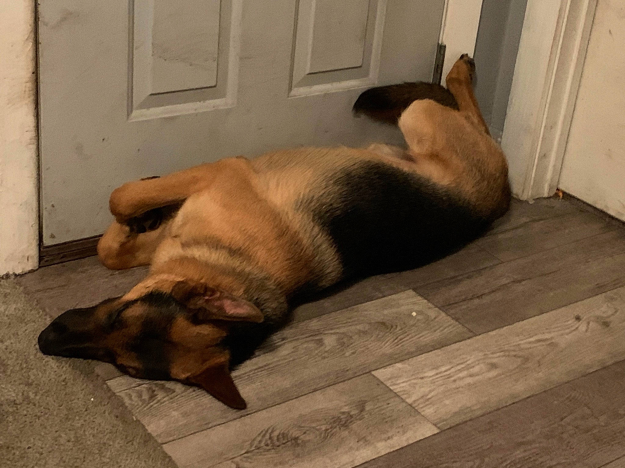 Lenny is registered to the contest to win money with this photo: brown, canidae, carnivore, comfort, companion_dog, dog, dog_breed, door, fawn, flooring, hardwood, nap, non_sporting_group, pet_supply, snout, sporting_group, tail, terrestrial_animal, wood, working_animal