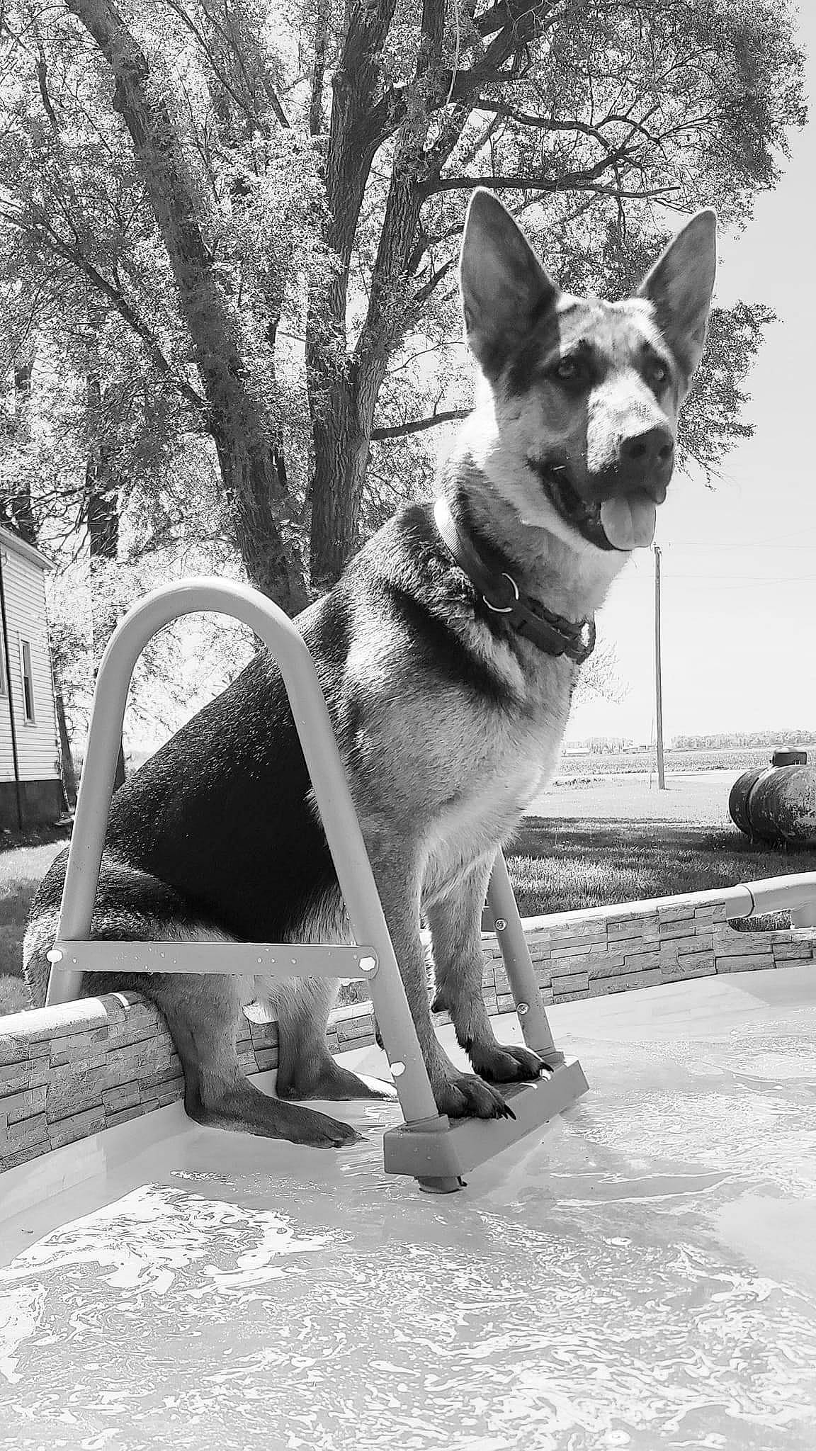 Luna Tic joined the competition — help win amazing prizes! black_and_white, canidae, carnivore, collar, companion_dog, dog, dog_breed, fawn, grey, leash, monochrome, monochrome_photography, plant, sidewalk, snout, sporting_group, style, tree, window, working_animal