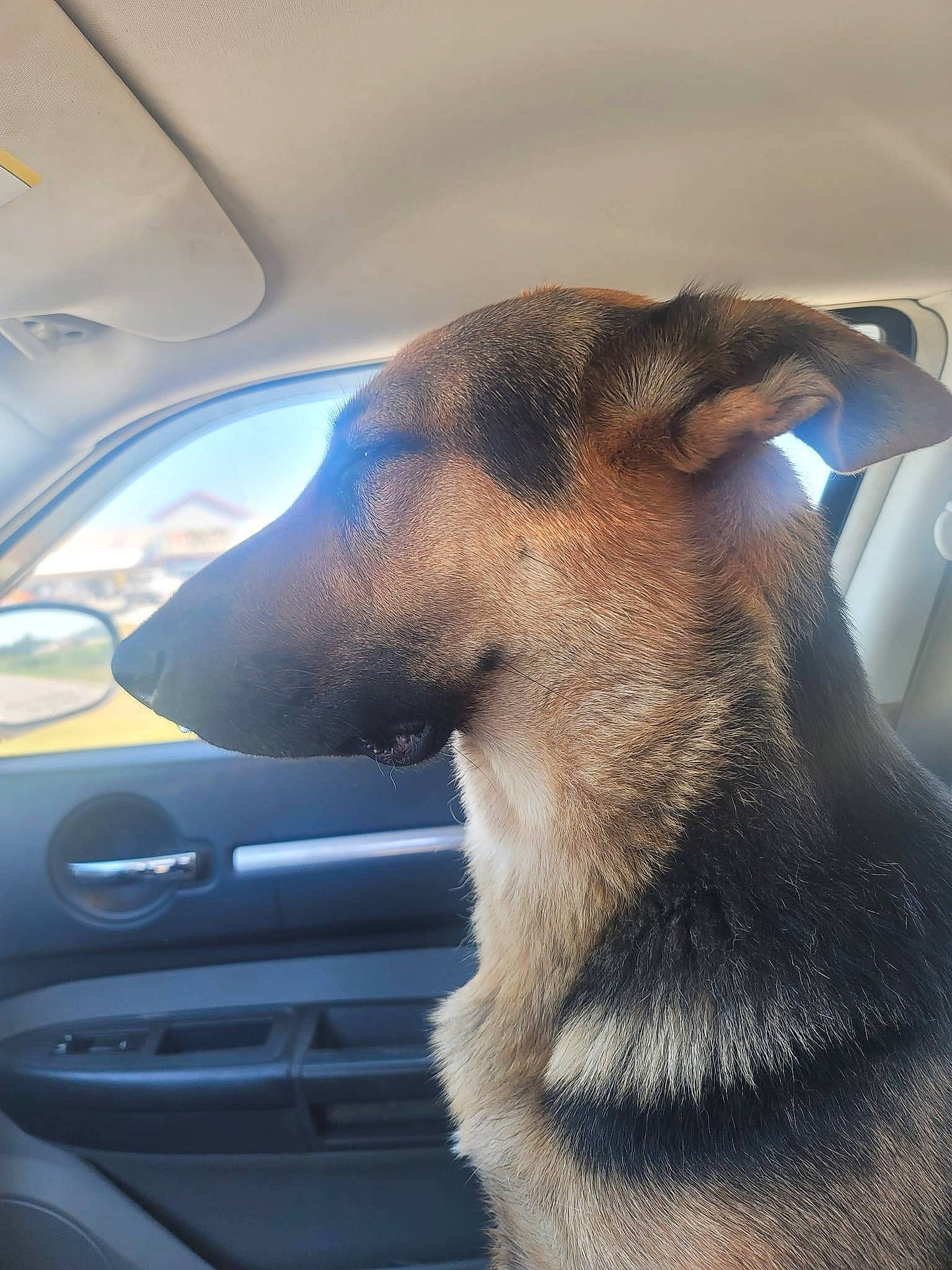 Luna Tic is registered to the contest to win money with this photo: automotive_design, automotive_exterior, automotive_lighting, automotive_mirror, car, carnivore, companion_dog, dog, dog_breed, fawn, hood, motor_vehicle, rear_view_mirror, snout, tints_and_shades, vehicle, vehicle_door, whiskers, window, windshield