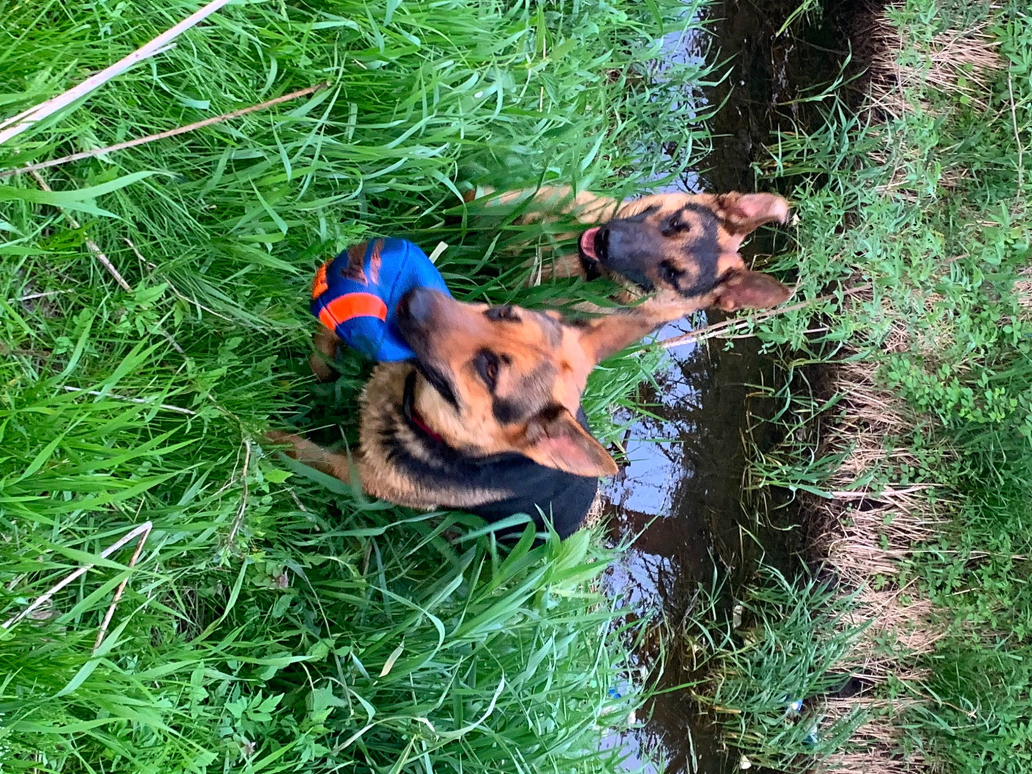 Luna Tic is registered to the contest to win money with this photo: canidae, carnivore, companion_dog, dog, dog_breed, dog_supply, fawn, grass, groundcover, pet_supply, plant, plant_community, puppy, recreation, sporting_group, tail, terrestrial_animal, tree, working_animal, working_dog