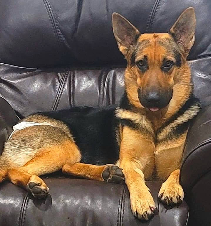 Luna Tic is registered to the contest to win money with this photo: bored, canidae, carnivore, comfort, companion_dog, couch, dog, dog_breed, ear, fawn, fur, german_shepherd_dog, herding_dog, old_german_shepherd_dog, paw, snout, sporting_group, terrestrial_animal, whiskers, working_dog