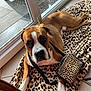 dog, brown, white, leopard_print, blanket, purse, indoor, glass_door, tile_floor, pet, animal, resting, curious, furniture, sunlight, close_up, cute, domestic, companion, relaxing