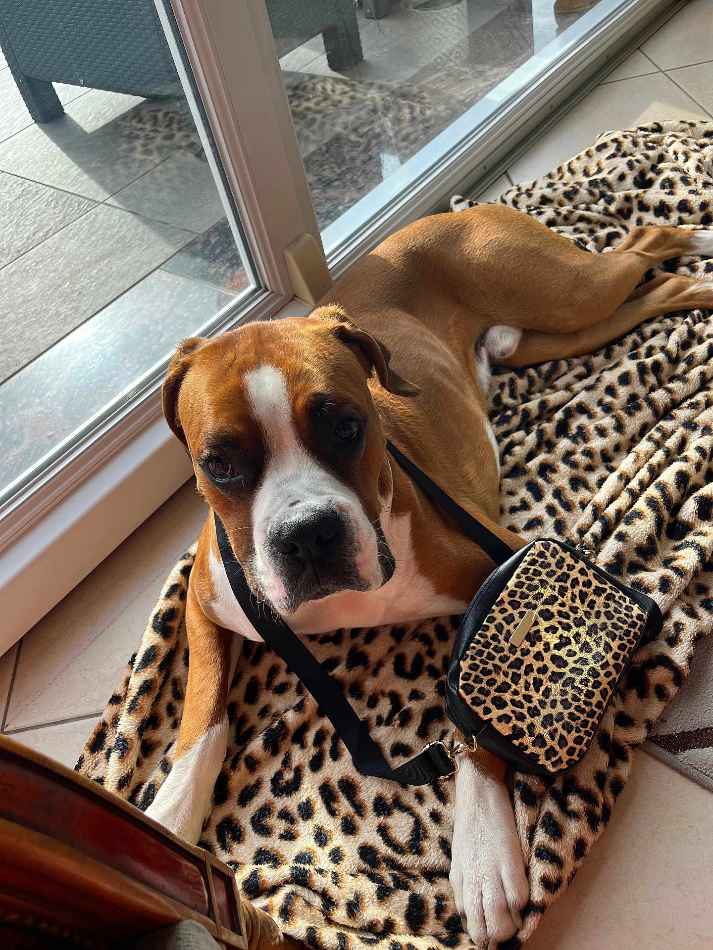 Vigo a rejoint le concours — aidez-le/la à gagner de superbes lots ! dog, brown, white, leopard_print, blanket, purse, indoor, glass_door, tile_floor, pet, animal, resting, curious, furniture, sunlight, close_up, cute, domestic, companion, relaxing