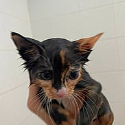 Chloe joined the competition — help win amazing prizes! animal, bathroom, black, cat, close_up, curious, ears, face, fur, hand, holding, indoor, kitten, orange, pet, tiles, wet_fur, whiskers, white, young