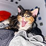 calico_cat, kitten, cat, yawning, laundry_basket, clothing, fabric, cozy, indoor, pet, animal, whiskers, ears, tongue, fur, relaxed, close_up, cute, playful, home