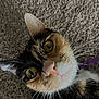 cat, calico, whiskers, close_up, green_eyes, pet, feline, curious, indoor, carpet, mammal, animal, cute, face, fur, domestic_animal, portrait, looking_up, nose, ears