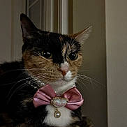 Chloe is registered to the contest to win money with this photo: cat, calico, pet, animal, portrait, indoor, necklace, bow, jewelry, whiskers, closeup, feline, ears, fur, cute, domestic_cat, face, eyes, pink, accessory