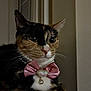 cat, calico, pet, animal, portrait, indoor, necklace, bow, jewelry, whiskers, closeup, feline, ears, fur, cute, domestic_cat, face, eyes, pink, accessory