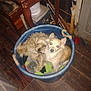 animal, boy, canine, child, cockerspaniel, dog, furniture, indoors, jar, male, person, pet, plant, planter, pottedplant, pottery, puppy, table, vase, wood