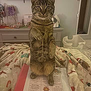 Hazel is registered to the contest to win money with this photo: cat, tabby_cat, standing, blanket, holiday_theme, folder, paper, text, dressing_table, tv, lights, indoor, cozy, curious, pet, whiskers, ears, room, home, furniture